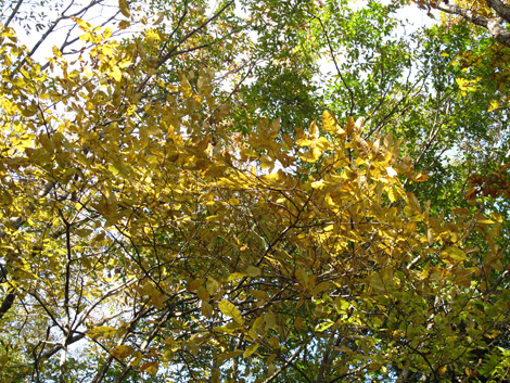 20171102hike (175)